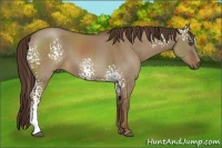 Horse Color:White Spotted Liver Red Dun Sabino 