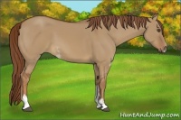 Horse Color:Red Dun Sabino 