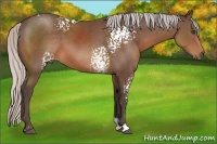 Horse Color:White Spotted Silver Brown Sabino 