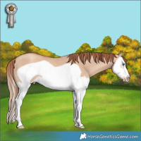 Horse Color:Gold Champagne Dun Splash Frame