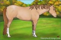 Horse Color:Bay Pearl 