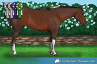 Horse Color:Liver Chestnut Sabino Tobiano 