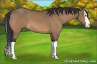 Horse Color:Bay Dun Splash