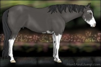 Horse Color:Black Sabino