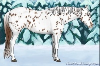 Horse Color:Chestnut Tobiano Frame Appaloosa