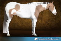 Horse Color:Sable Champagne Tobiano Frame Rabicano