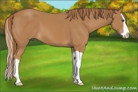 Horse Color:Chestnut Splash