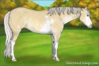 Horse Color:Silver Buckskin Dun Sabino Splash