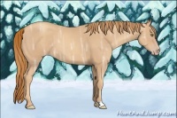 Horse Color:Gold Champagne Ice