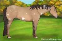 Horse Color:White Spotted Amber Champagne Frame 