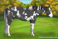 Horse Color:White Spotted Smoky Blue Roan Splash 