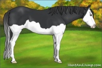 Horse Color:Black Splash