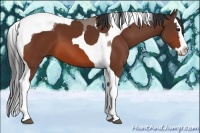 Horse Color:Bay Splash Tobiano