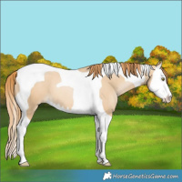 Horse Color:Red Dun Pearl Splash Tobiano