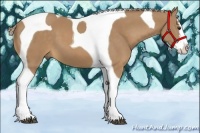 Horse Color:Palomino Splash Tobiano 