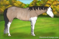 Horse Color:Bay Roan Dun Splash Rabicano