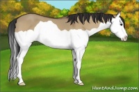 Horse Color:Bay Dun Splash