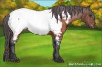 Horse Color:Brown Appaloosa 