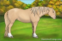 Horse Color:Gold Champagne