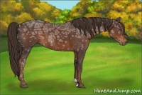 Horse Color:Liver Chestnut Ice 