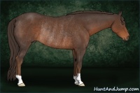 Horse Color:Liver Chestnut Rabicano