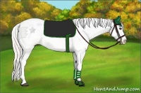 Horse Color:Silver Bay Appaloosa 