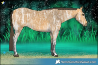 Horse Color:Buckskin Ice 