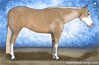 Horse Color:Palomino Sabino