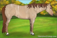 Horse Color:Red Dun Ice 