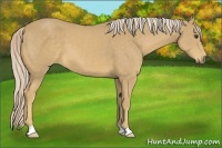Horse Color:Palomino 