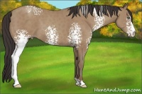 Horse Color:White Spotted Classic Champagne 