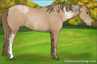 Horse Color:White Spotted Black Pearl