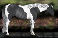 Horse Color:Black Tobiano Rabicano 