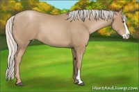 Horse Color:Silver Black Pearl Splash Frame Rabicano 