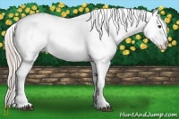 Horse Color:Palomino Appaloosa