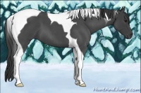 Horse Color:Smoky Blue Roan Tobiano