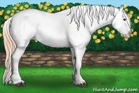Horse Color:Chestnut Appaloosa 
