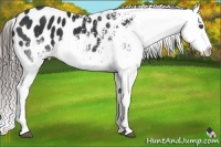 Horse Color:White Spotted Black Blanket