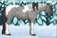 Horse Color:Grullo Roan Tobiano 