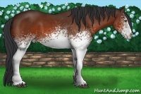 Horse Color:White Spotted Bay 