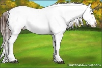 Horse Color:Brown Ice Appaloosa Rabicano Brindle