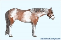 Horse Color:White Spotted Brown Frame Appaloosa Rabicano Brindle
