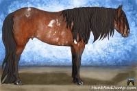 Horse Color:Brown Sabino Frame Varnish Rabicano  Brindle