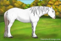 Horse Color:White Spotted Brown Frame Appaloosa Rabicano Brindle