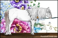 Horse Color:Brown Frame Appaloosa Rabicano Brindle