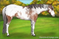 Horse Color:White Spotted Brown Frame Appaloosa Rabicano  Brindle