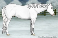 Horse Color:Silver Buckskin Pearl Dun Sabino Appaloosa Rabicano  Brindle