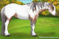 Horse Color:White Spotted Brown Frame Appaloosa Rabicano Brindle