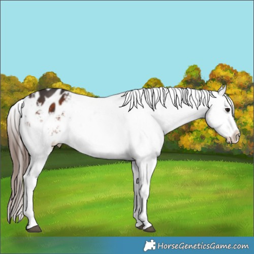 Horse Color:White Spotted Brown Appaloosa 