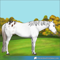 Horse Color:White Spotted Brown Appaloosa